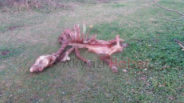 Karapürçek’te Kesilmiş At Bulundu