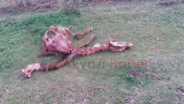 Karapürçek’te Kesilmiş At Bulundu
