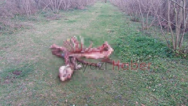 Karapürçek’te Kesilmiş At Bulundu