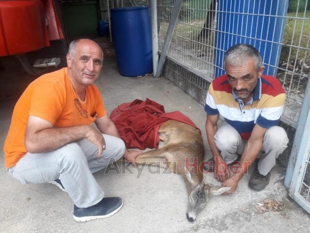 KARAPÜRÇEKTE YARALI KARACA