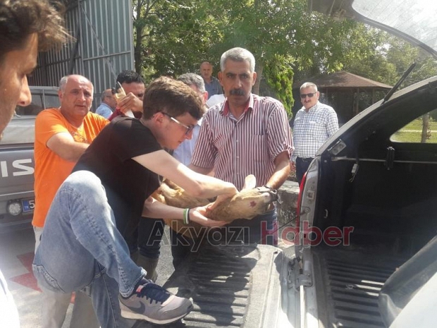 KARAPÜRÇEKTE YARALI KARACA