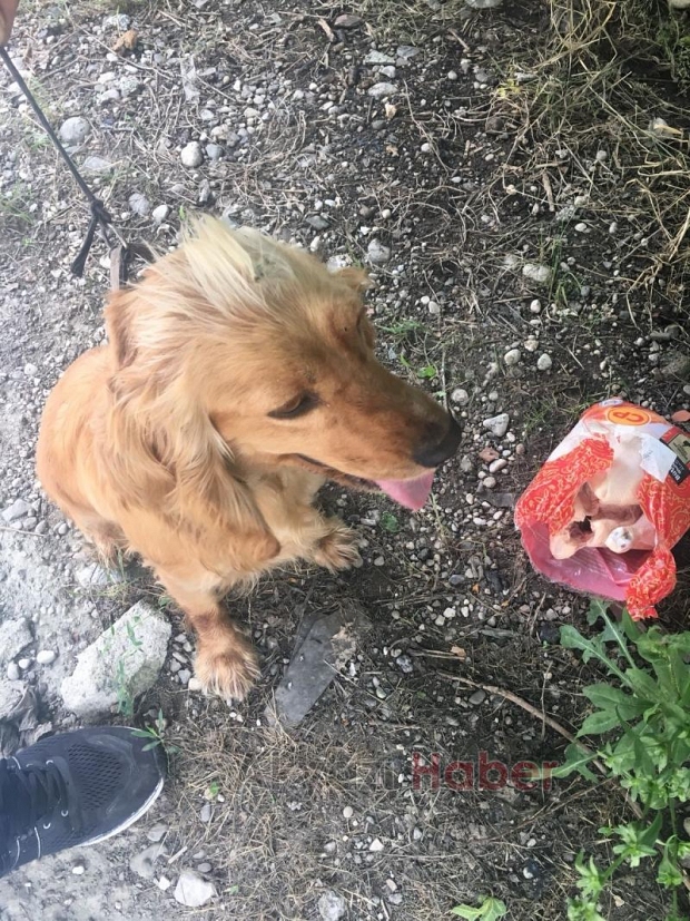 Kayıp Köpek Sahibi Arıyor