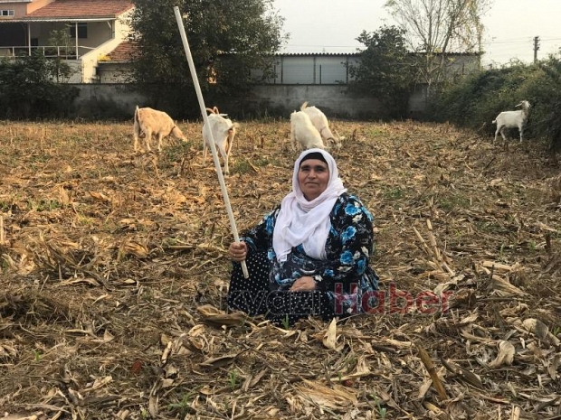 Keçi sütü satarak geçimini sağlıyor