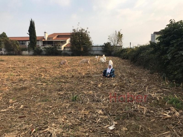 Keçi sütü satarak geçimini sağlıyor