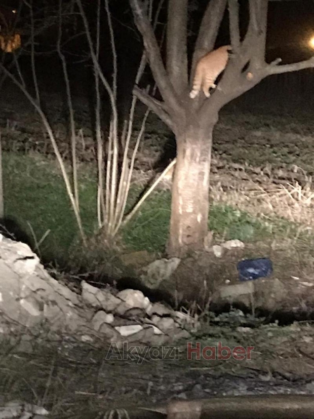 Kediyi avlamak isteyen tilki yakalandı