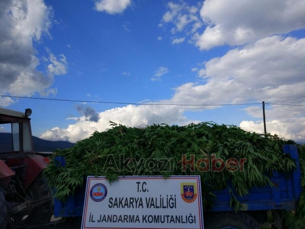 Kenevir yetiştirmek için sera kurmuşlar