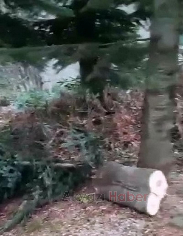 Keremali'de ağaç katliamı