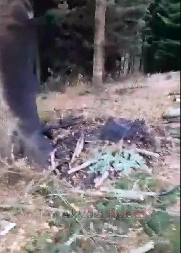 Keremali'de ağaç katliamı
