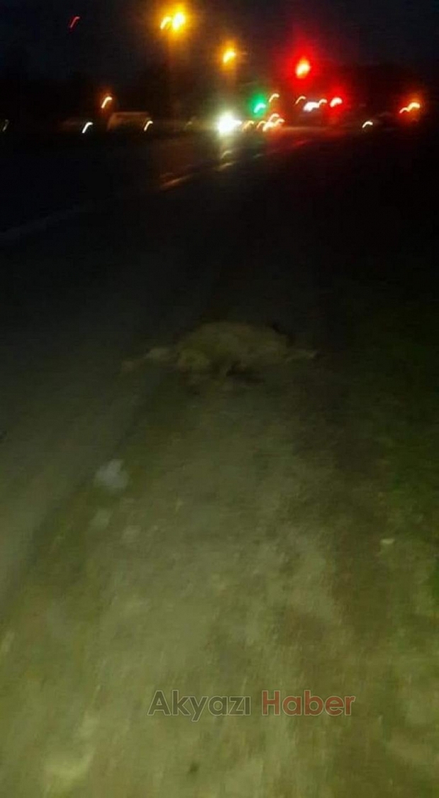 Köpeğe çarpıp öldürdü