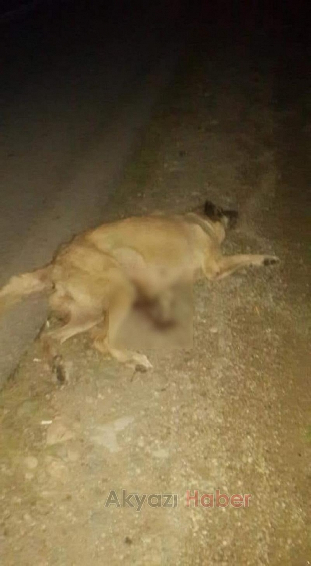 Köpeğe çarpıp öldürdü