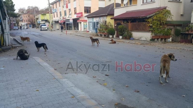 Köpekleri Toplayıp Dokurcuna Bırakıyorlar