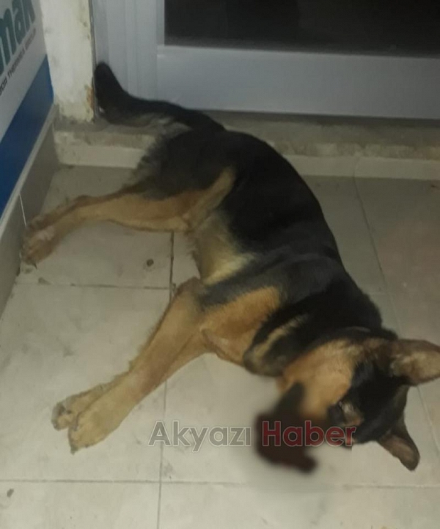 Küçücekte köpekler zehirleniyor iddiası
