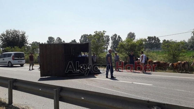 Lastiği Patlayan İnek Yüklü Kamyonet Devrildi 