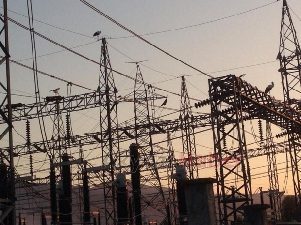 Leylek sürüsü bölgeyi elektriksiz kaldı 
