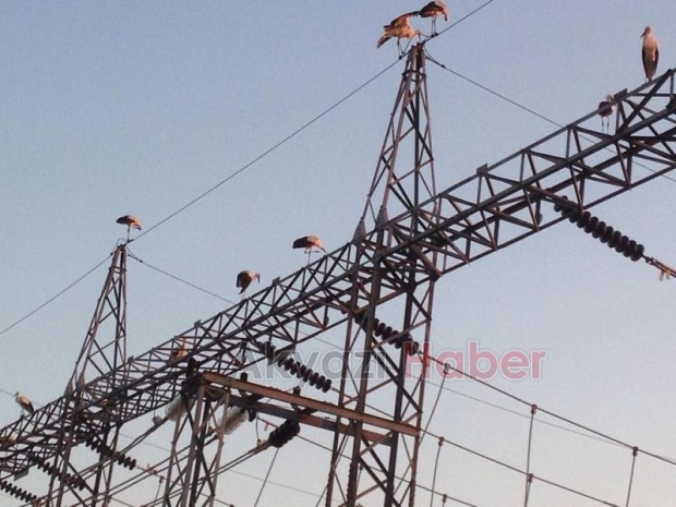 Leylek sürüsü bölgeyi elektriksiz kaldı 