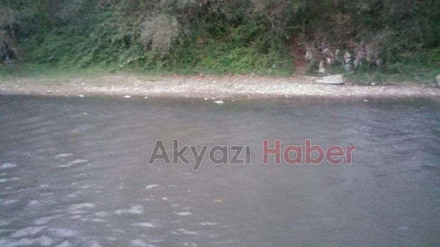  Mudurnu Deresi'nde Balıklar Ölmeye Devam Ediyor