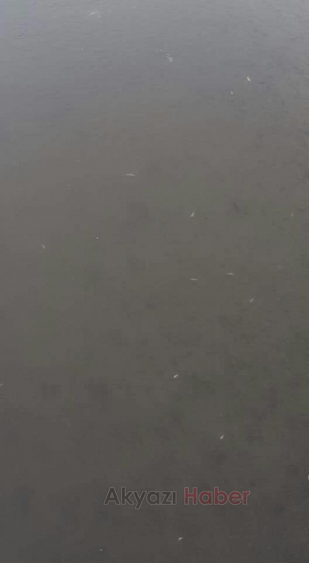  Mudurnu Deresi'nde Balıklar Ölmeye Devam Ediyor