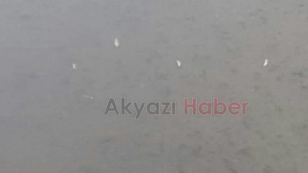  Mudurnu Deresi'nde Balıklar Ölmeye Devam Ediyor