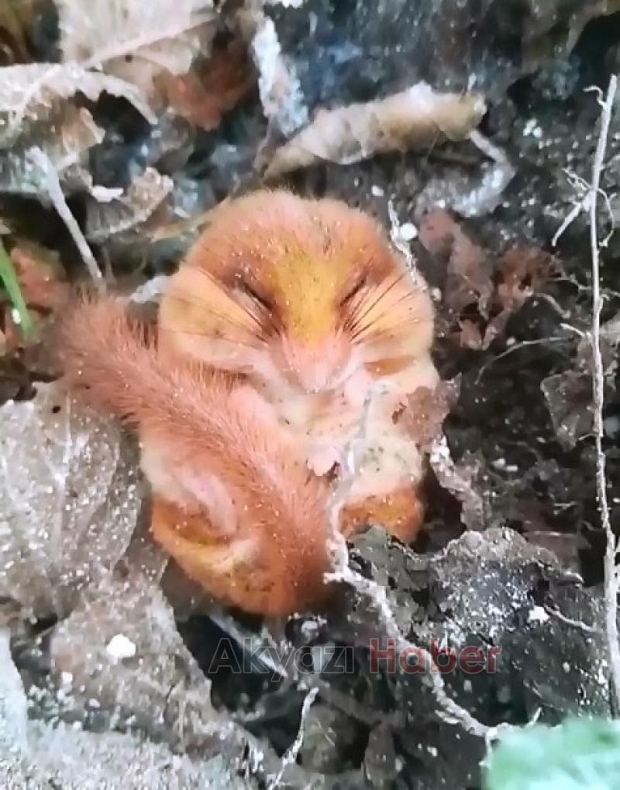 Nesli tehlike altında Akyazı ormanında görüntülendi