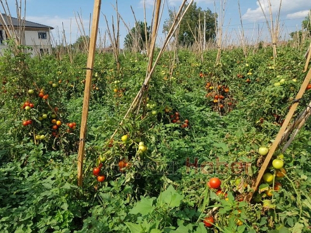 Organik sebzeler bahçeden evinize geliyor