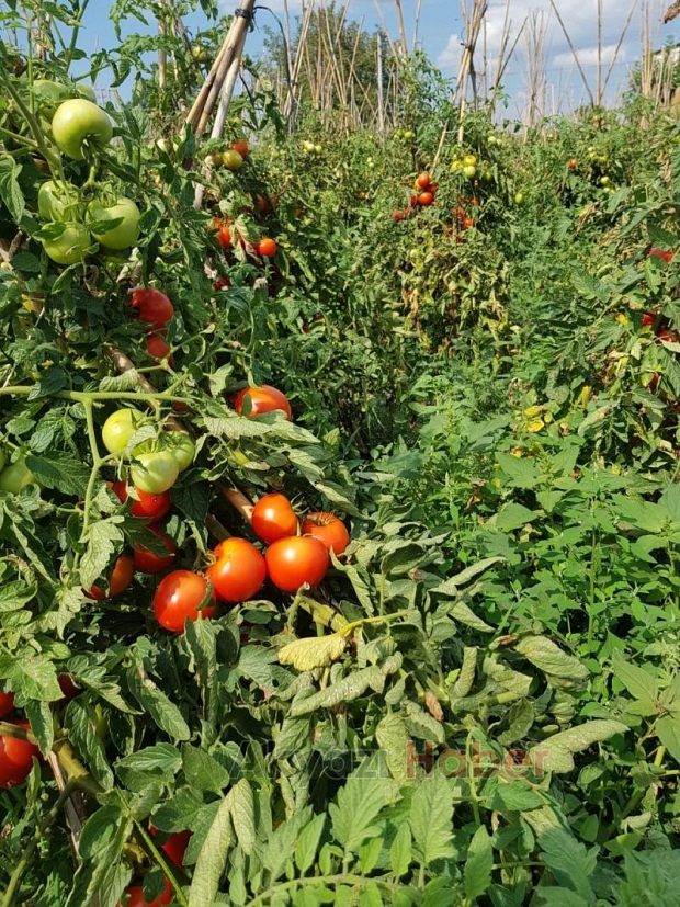 Organik sebzeler bahçeden evinize geliyor