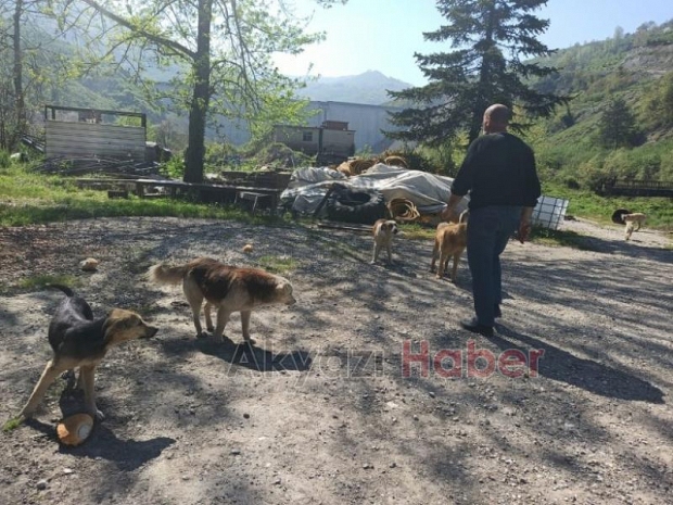 Özel İzin Aldı Sokak Hayvanlarını Besledi 