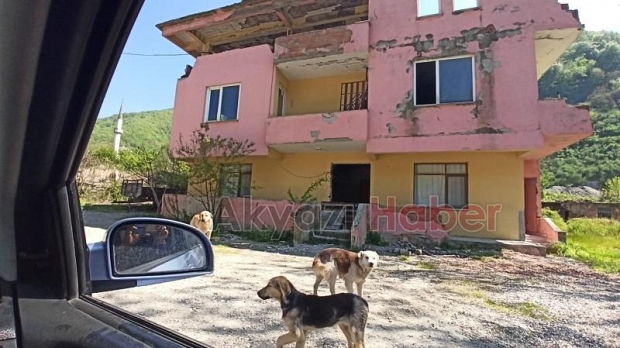 Özel İzin Aldı Sokak Hayvanlarını Besledi 