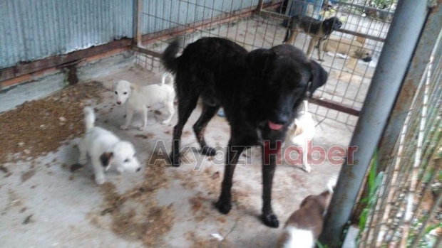 Patileri parmaklıklara sıkışan köpek kurtarıldı 
