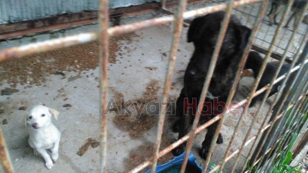 Patileri parmaklıklara sıkışan köpek kurtarıldı 