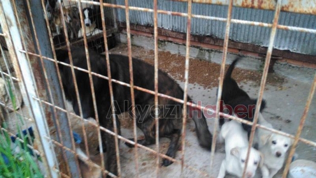 Patileri parmaklıklara sıkışan köpek kurtarıldı 