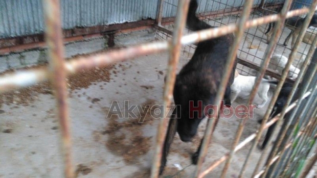 Patileri parmaklıklara sıkışan köpek kurtarıldı 
