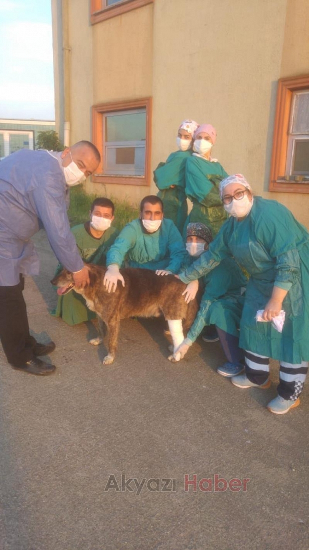 Sağlıkçılar ayağı kırılan köpeği tedavi etti