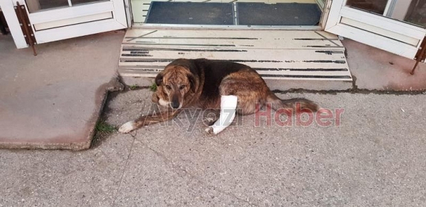 Sağlıkçılar ayağı kırılan köpeği tedavi etti