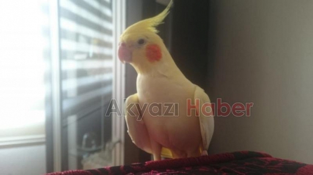Sahibiyle diyaloğu tebessüm ettiriyor