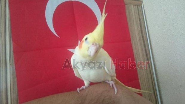 Sahibiyle diyaloğu tebessüm ettiriyor