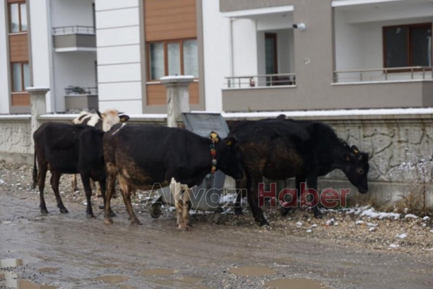 Samanlık Yangını Korkuttu