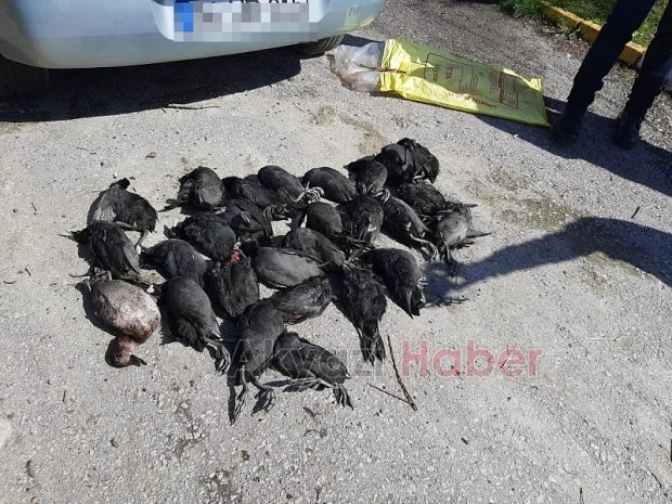 Sapanca Gölünde katliam yaptılar