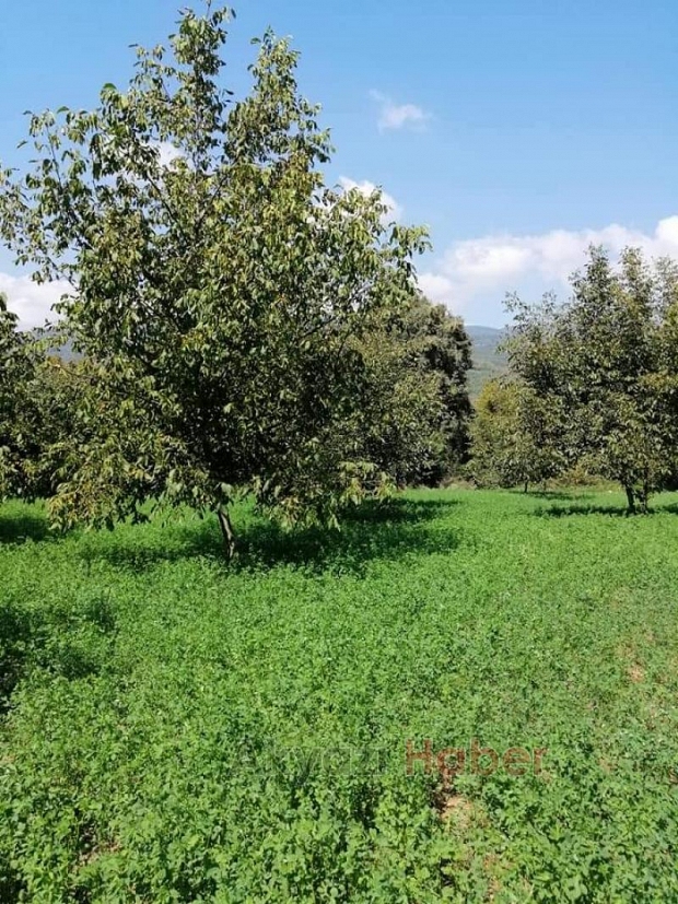 Satılık Taze Ceviz 