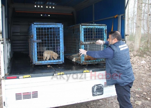 SOĞUK HAVALARDA SOKAK HAYVANLARI AÇ KALMAYACAK