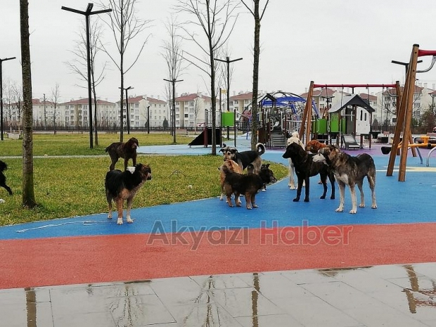 Sürü halinde gezen köpekler korkutuyor