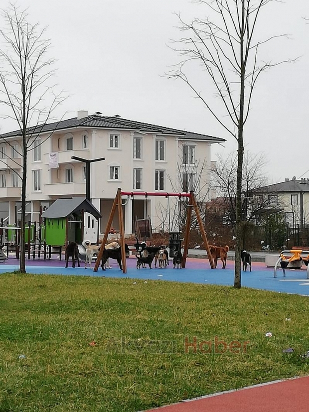 Sürü halinde gezen köpekler korkutuyor