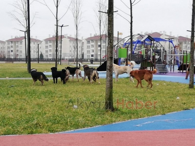 Sürü halinde gezen köpekler korkutuyor