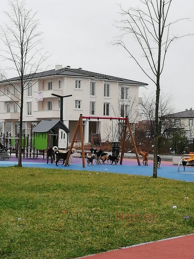 Sürü halinde gezen köpekler korkutuyor