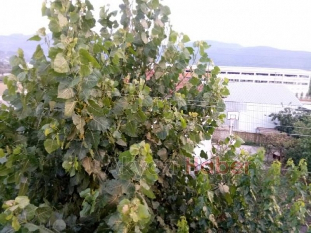 Tehlike oluşturan ağaca SEDAŞdan müdahale