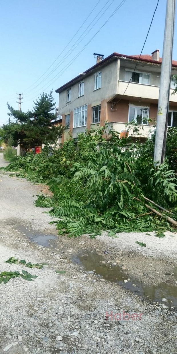 Tehlike oluşturan ağaca SEDAŞdan müdahale