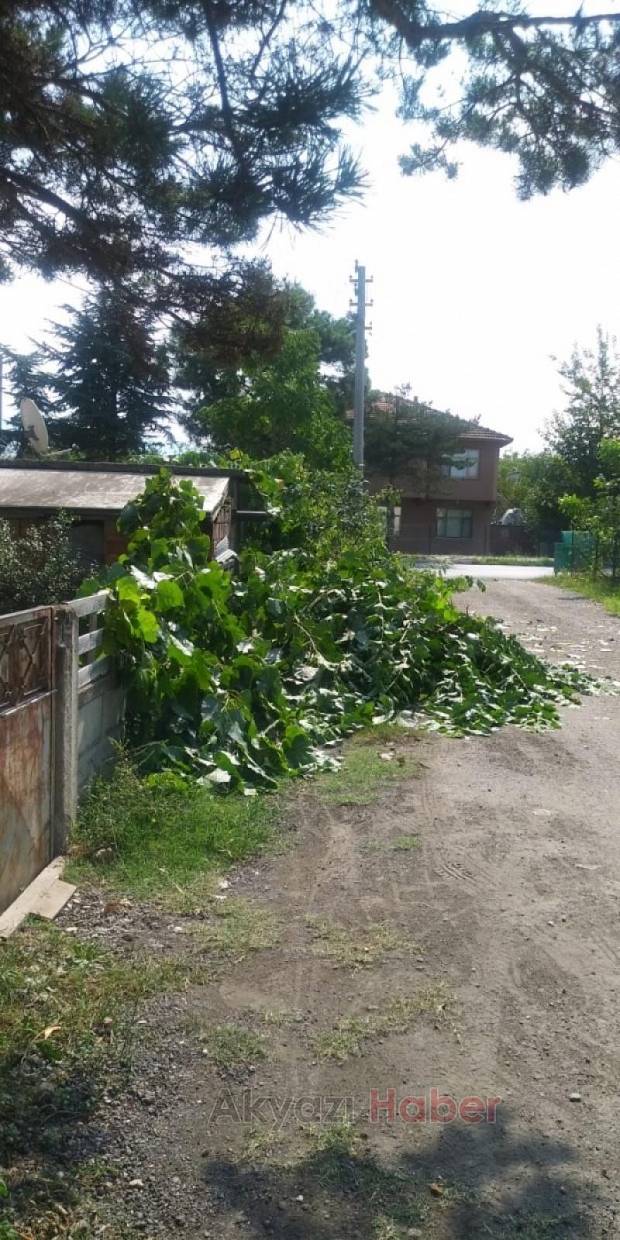 Tehlike oluşturan ağaca SEDAŞdan müdahale