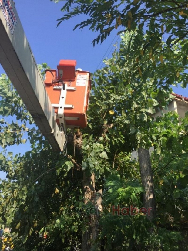 Tehlike oluşturan ağaca SEDAŞdan müdahale