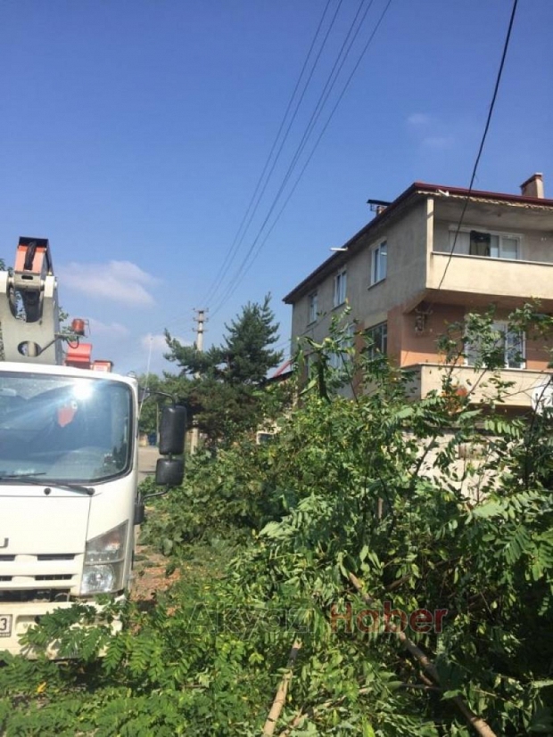 Tehlike oluşturan ağaca SEDAŞdan müdahale