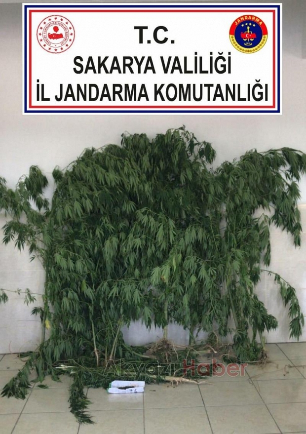 Üç ilçede uyuşturucu operasyonu