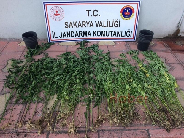 Üç ilçede uyuşturucu operasyonu